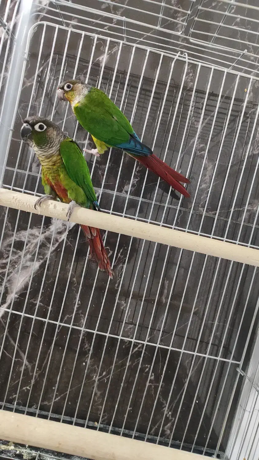 گرینچینگ|پرنده|کرمانشاه, |دیوار