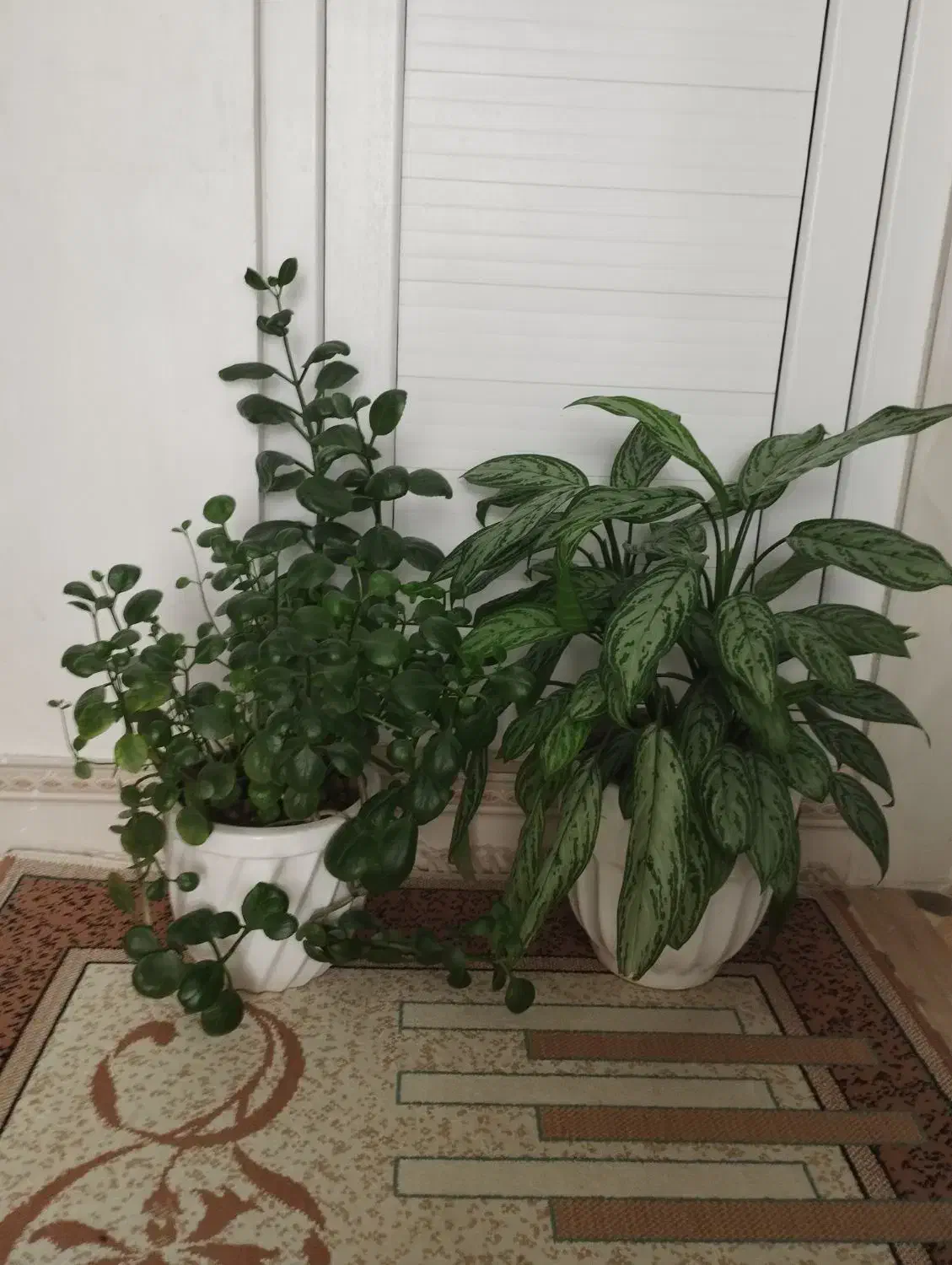 تعدادی گل|گل و گیاه طبیعی|اسلام‌‌آباد غرب, |دیوار