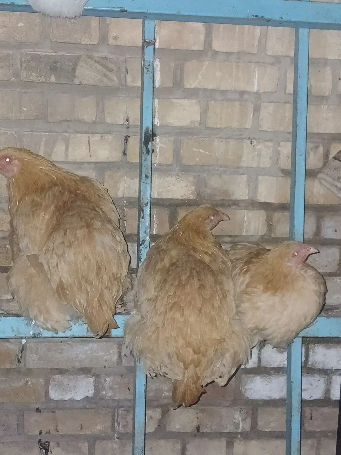 مرغ ویروس برهما|حیوانات مزرعه|نطنز, |دیوار