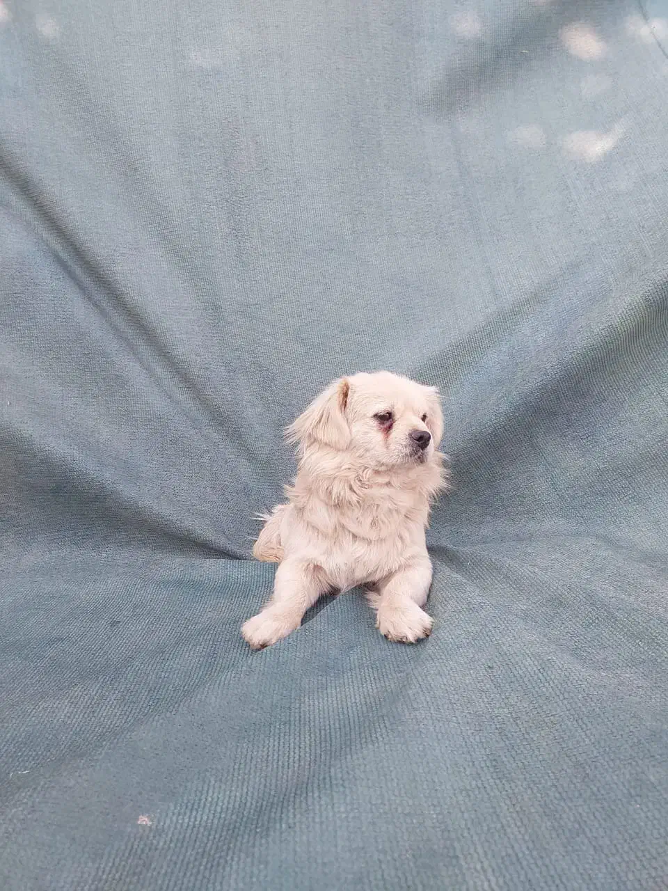 سگ فانتزی نر|سگ|شیراز, شهرک فجر|دیوار