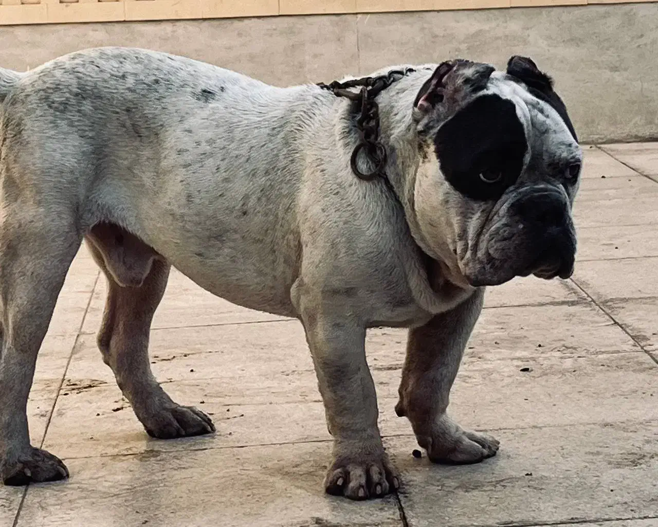 سگ امریکن بولی پوکت خاص|سگ|کرمان, |دیوار