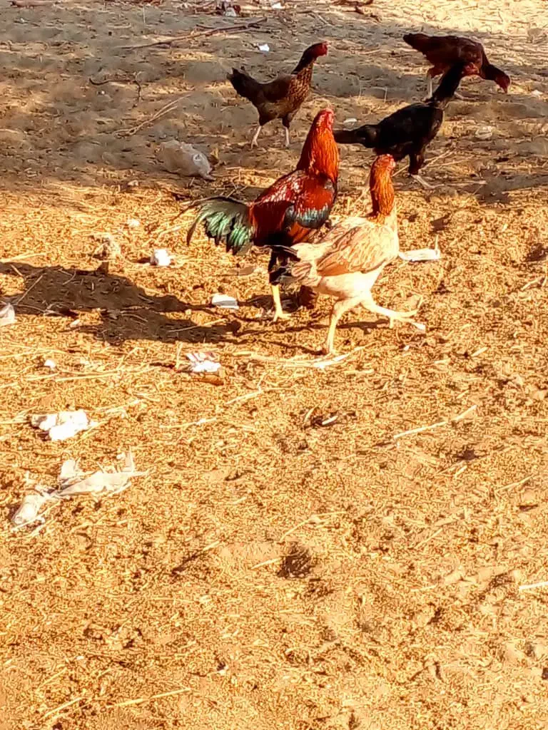 مرغ و خروس اصیل نژاد دار|حیوانات مزرعه|بمانی, |دیوار