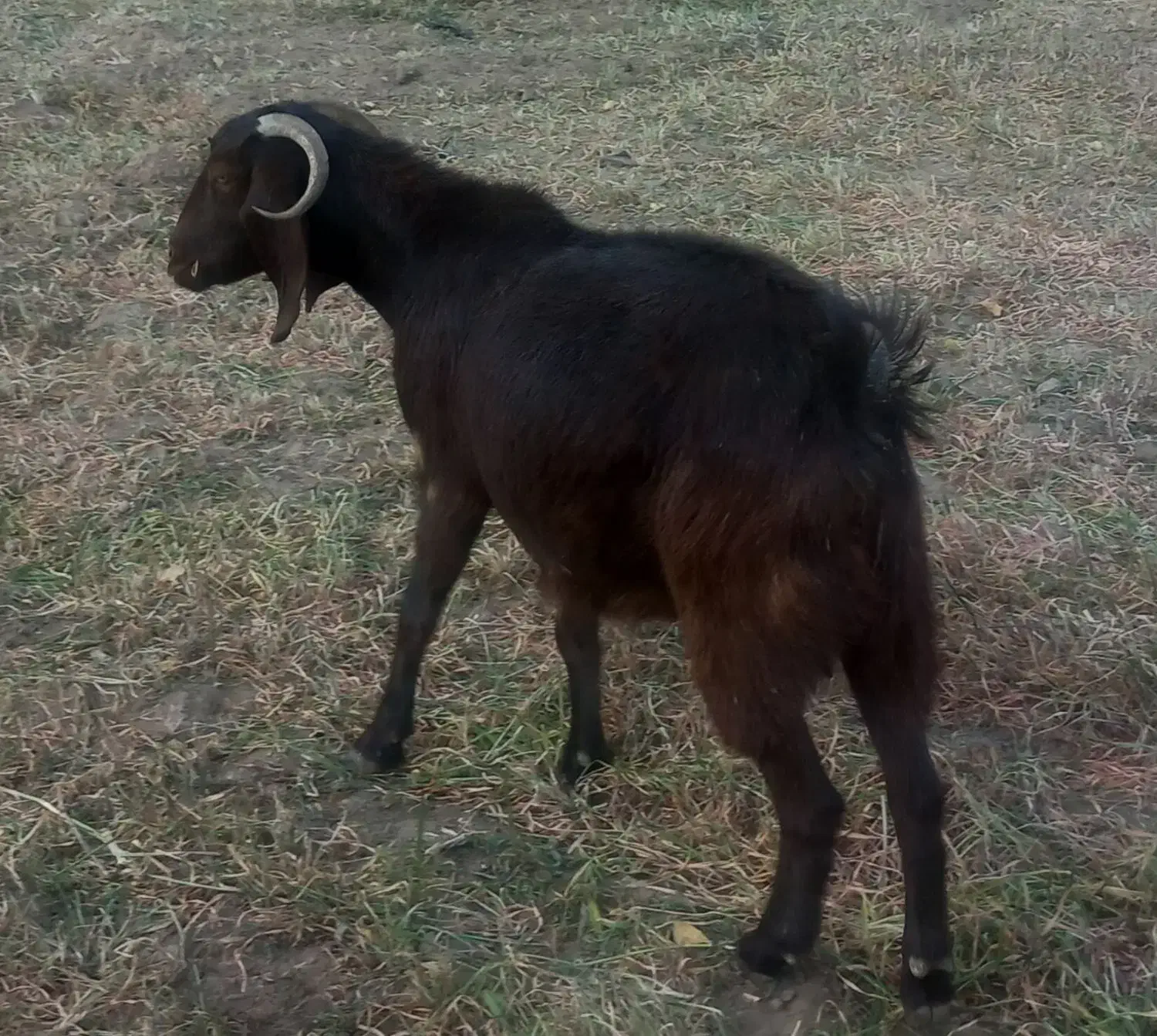 یک عدد بزسالم|حیوانات مزرعه|اردبیل, |دیوار