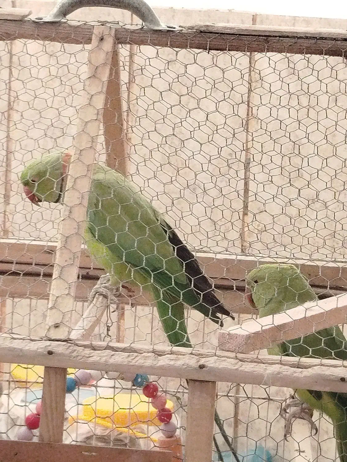 طوطی ملنگو|پرنده|سراوان, |دیوار