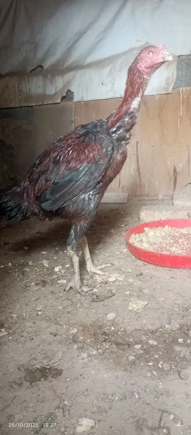 جوجه مرغ و خروس لاری|حیوانات مزرعه|تربت‌حیدریه, طالقانی|دیوار