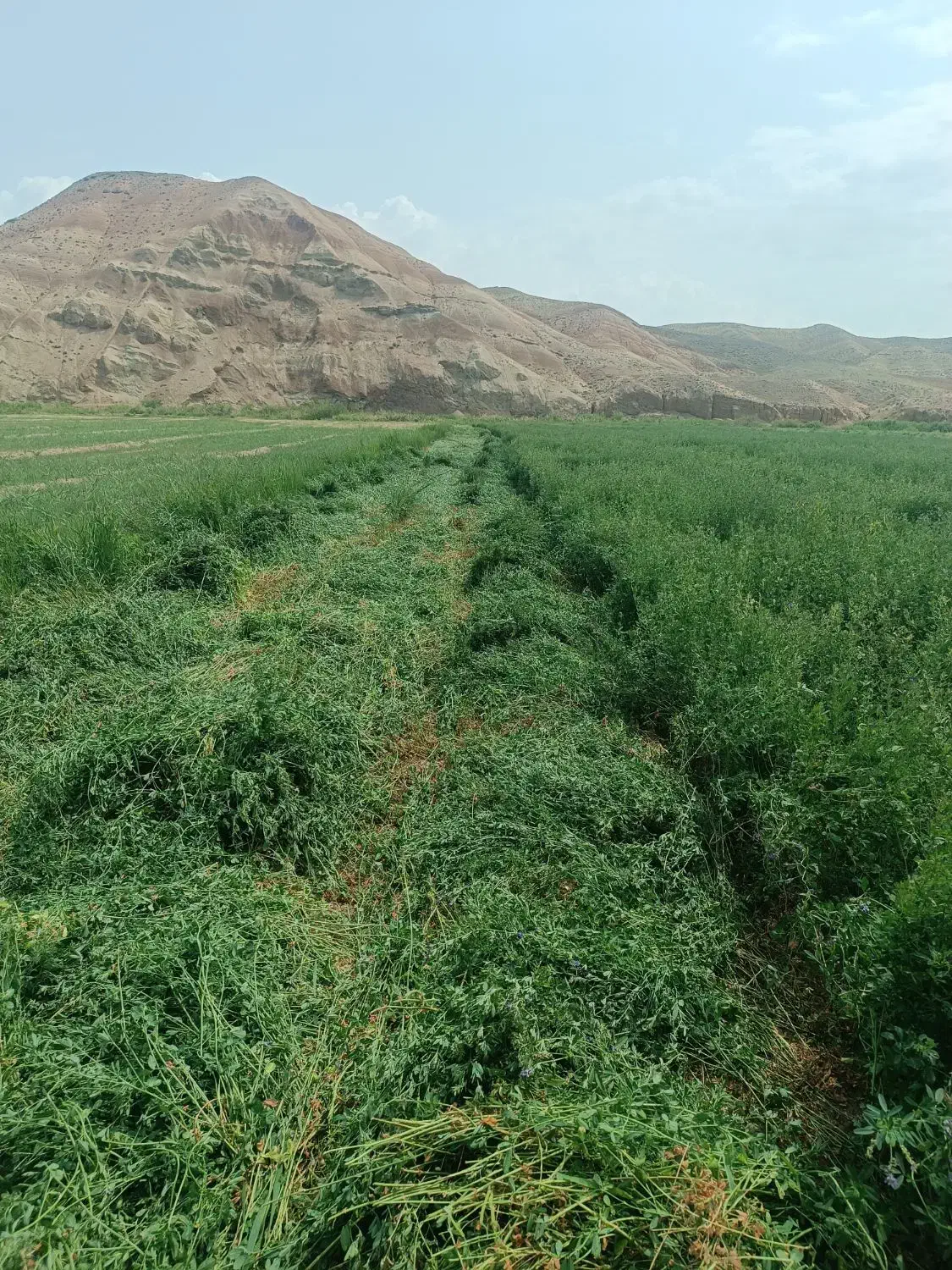 یونجه و گینه|خدمات باغبانی و درختکاری|سراب, |دیوار