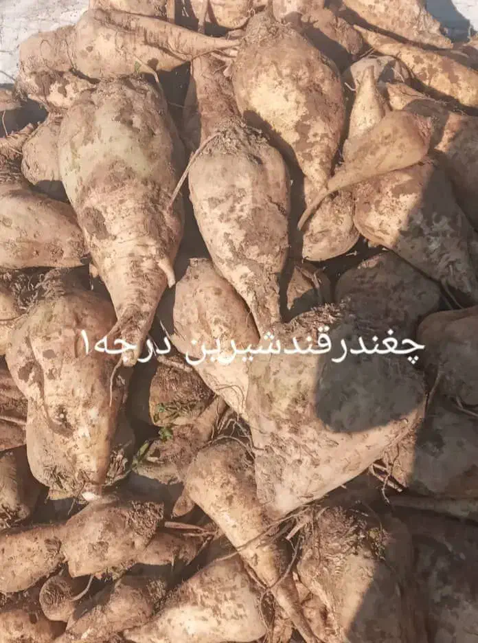 خود چغندرقند،تفاله چغندر وسیب علوفه ذرت|لوازم جانبی حیوانات|بستان آباد, |دیوار