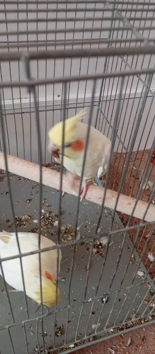 جفت عروس هلندی مولد|پرنده|فولادشهر, A6|دیوار