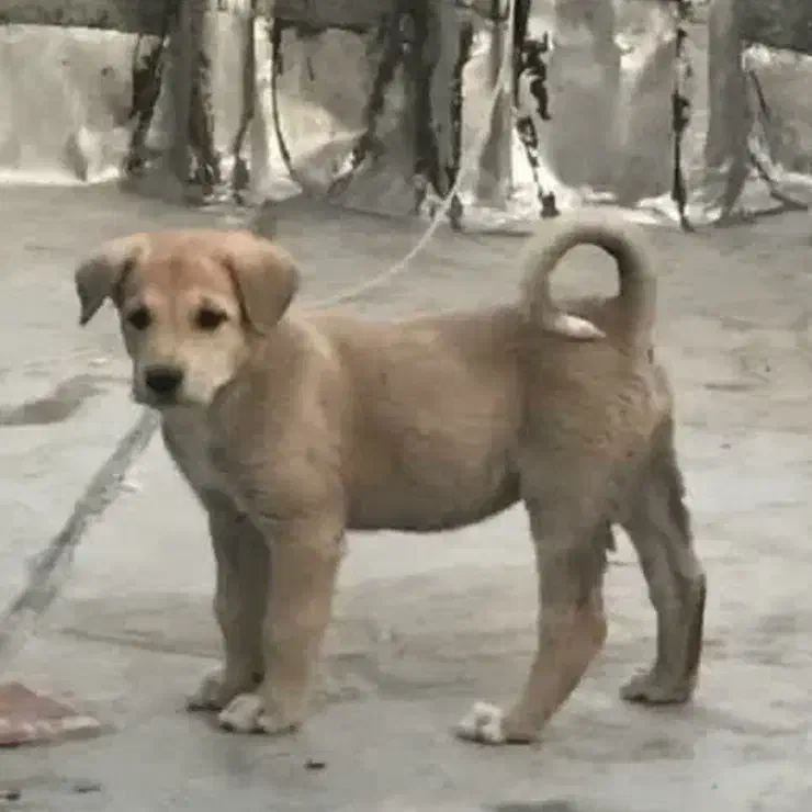 توله سگ پژدر گم شده|حیوانات|اراک, |دیوار