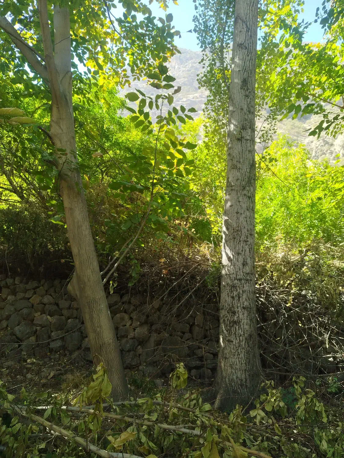 فروش چوب درخت|خدمات باغبانی و درختکاری|دزپارت, |دیوار