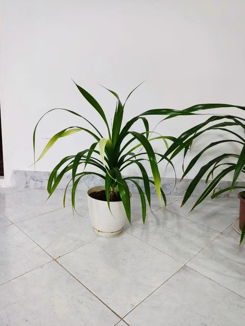 انواع گل|گل و گیاه طبیعی|نیشابور, شهرک بسیج|دیوار