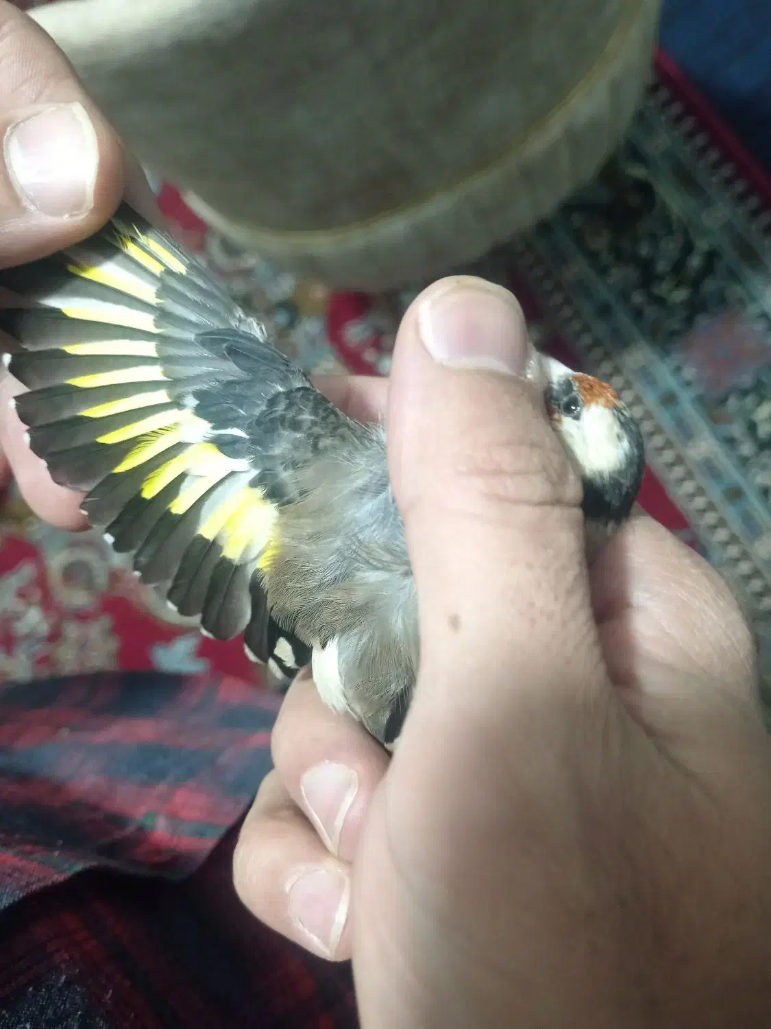 سهره (ماده) روبه مستی|پرنده|قروه, |دیوار