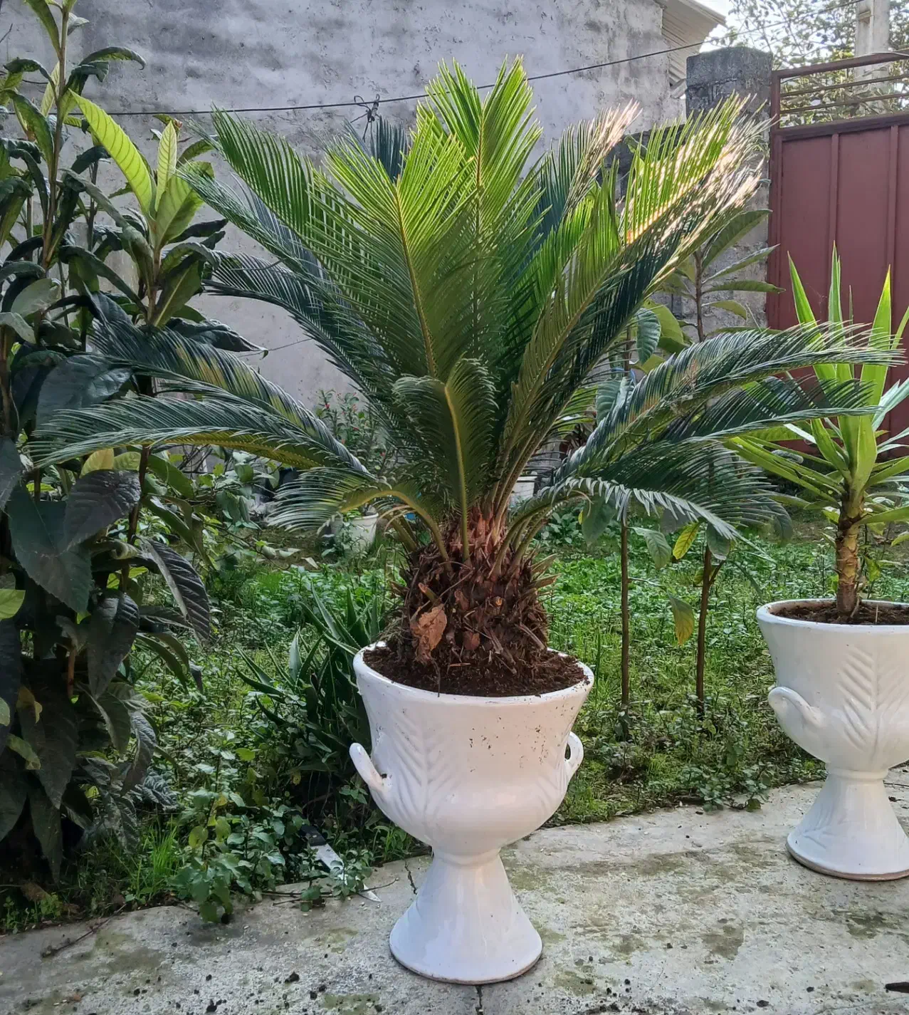 سیکاس|گل و گیاه طبیعی|آستانه اشرفیه, |دیوار