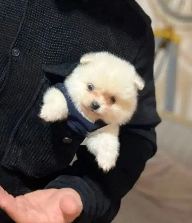 پامر جیبی فنجونی عروسکی|سگ|کرمانشاه, |دیوار