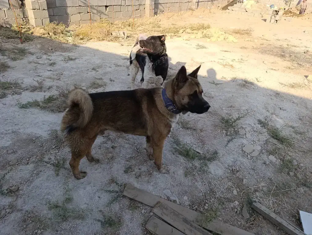 سگ آکیتا /نر|سگ|پاکدشت, پاکدشت (مامازند)|دیوار