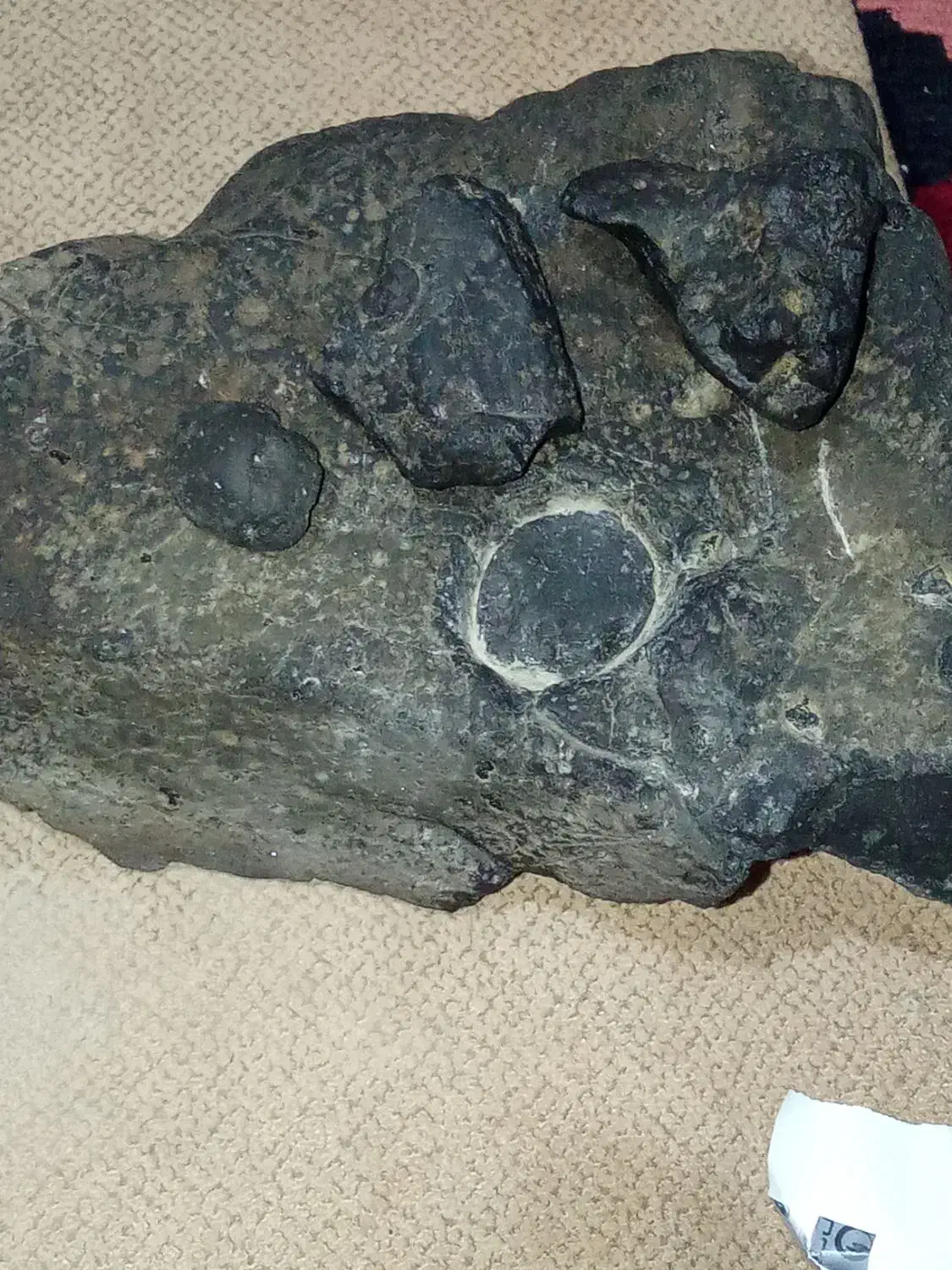 شهاب سنگ|زیورآلات و اکسسوری|مانه, |دیوار