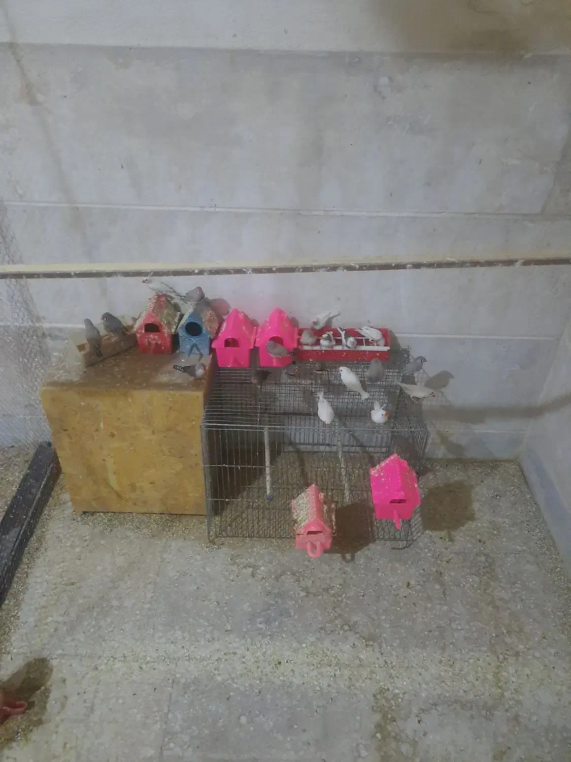 فنج|پرنده|اردکان, |دیوار