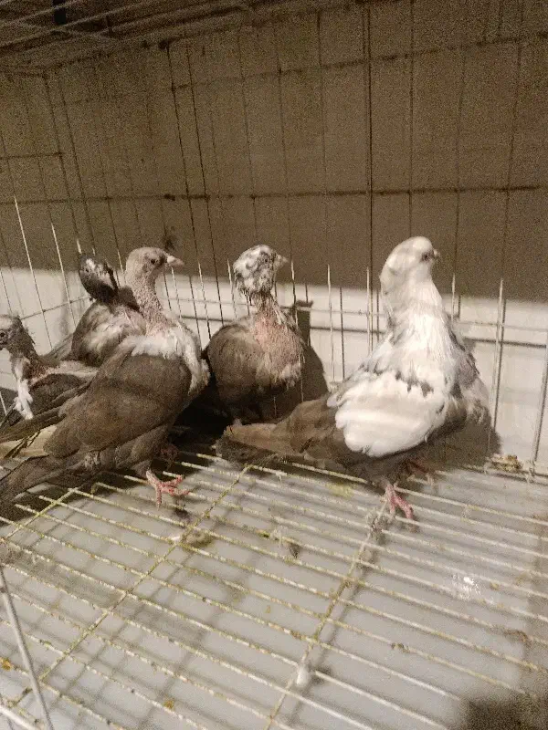 کله سفید|پرنده|شیراز, گلدشت معالی‌آباد|دیوار