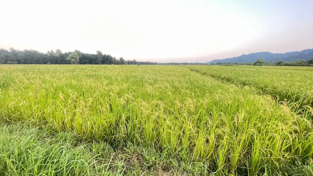 مزرعه ۲/۵۶۴متر مناسب سرمایه‌گذاری در تالش‌دیگه‌سرا|فروش دفتر صنعتی، کشاورزی، تجاری|اسالم, |دیوار