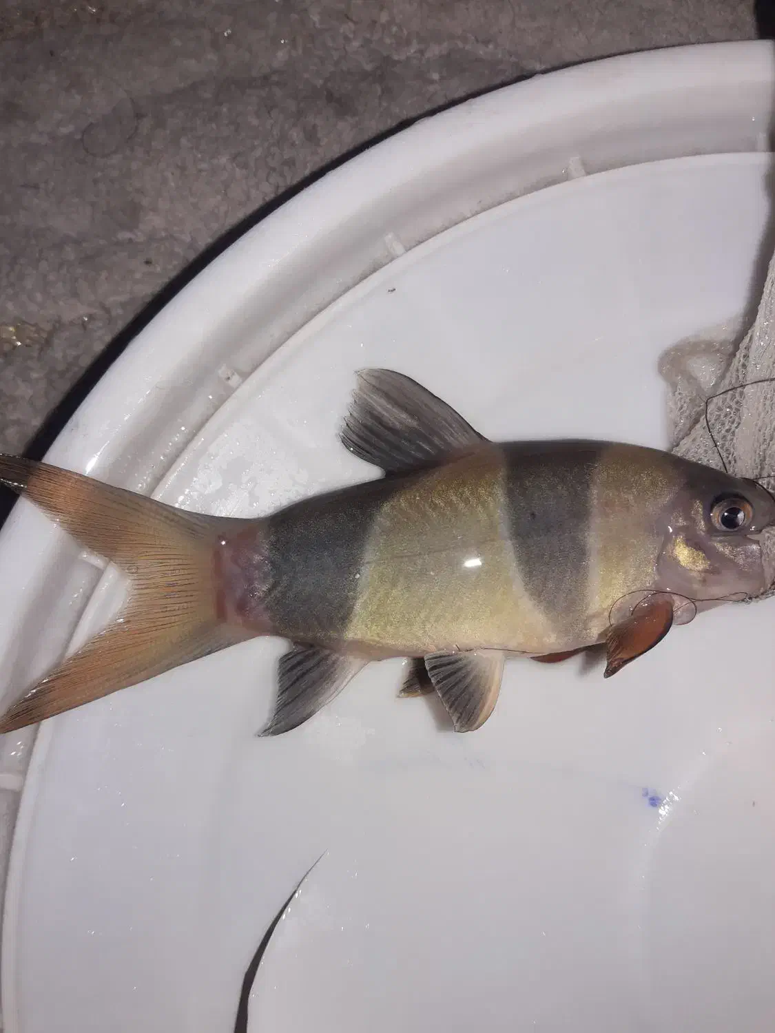 لوچ دلقک|ماهی|ری, جوانمرد قصاب|دیوار