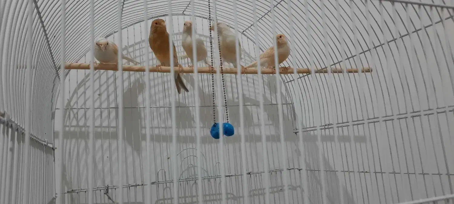 قناری|پرنده|رضویه, |دیوار