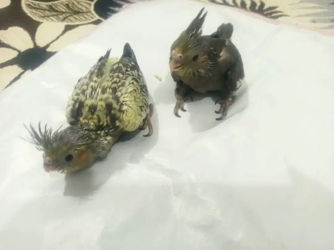 عروس یک ماه|پرنده|بندر کنگان, |دیوار