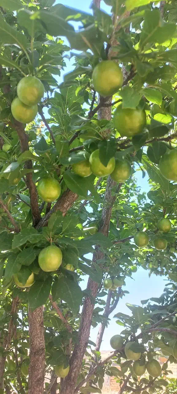 منزل مسکونی-باغ دارای چاه آب وگاوداری سند دار|فروش زمین و ملک کلنگی|باوله, |دیوار