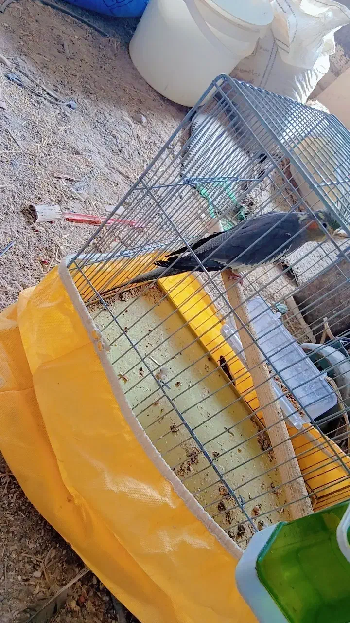 عروسک عروس هلندی(دوتاش۱نیم)|اسباببازی بچه|بم, |دیوار