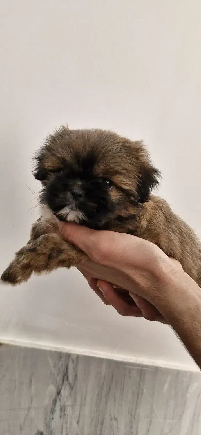 سگ جیبی|سگ|فشاپویه, |دیوار