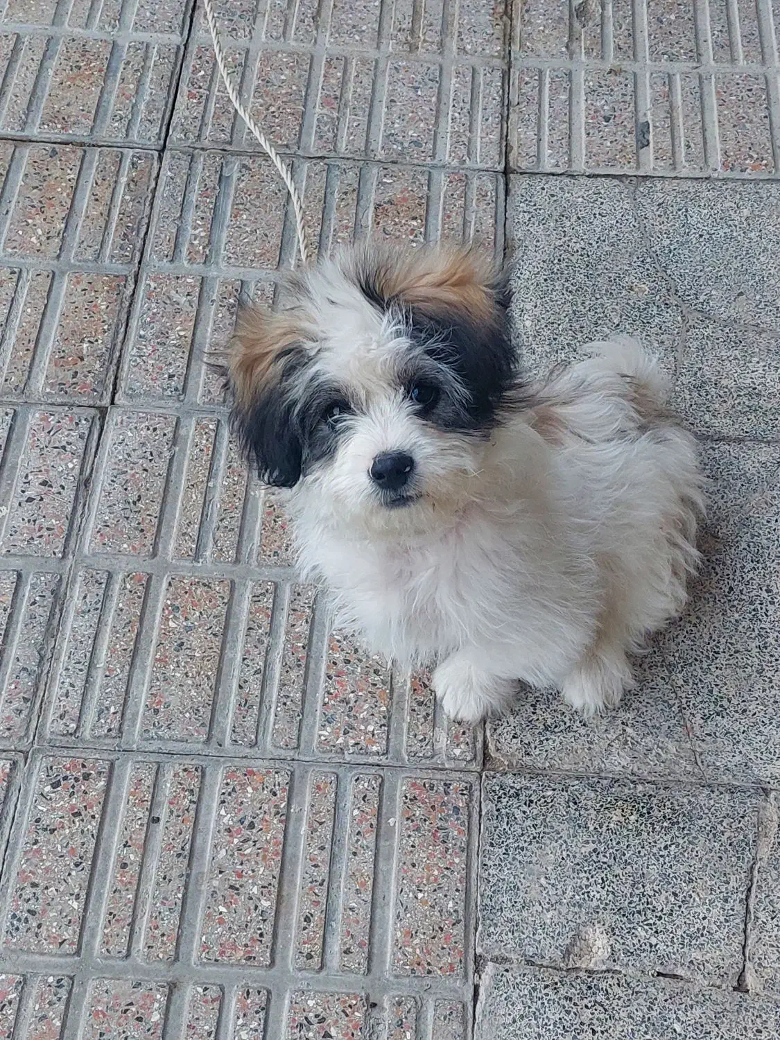 سالم و بازیگوش|سگ|اردبیل, |دیوار