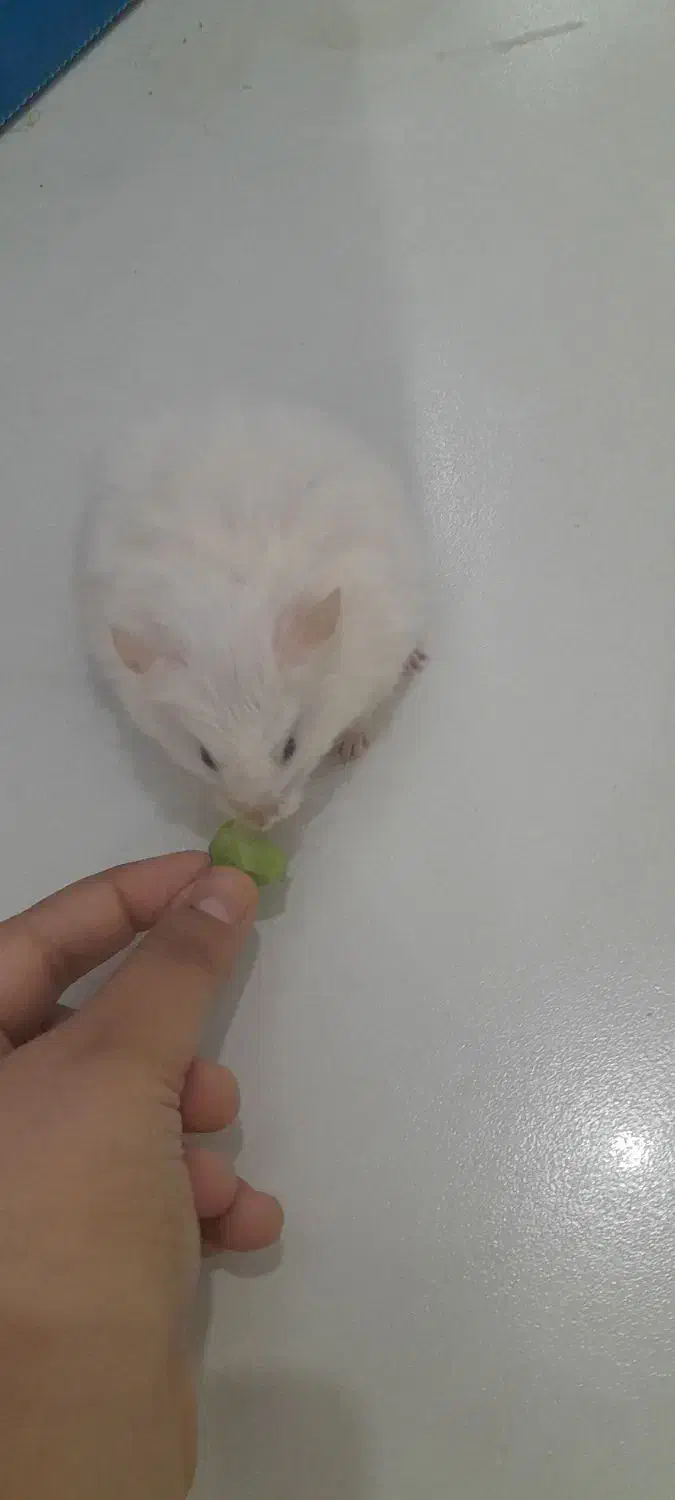 همستر بالغ|موش و خرگوش|صدرا-فارس, فاز ۱|دیوار