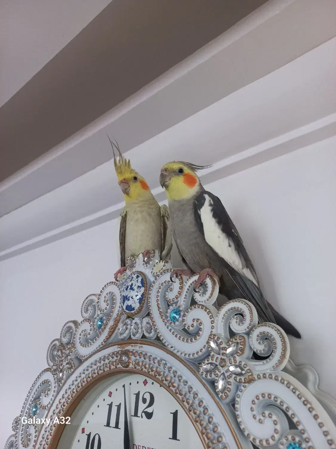 عروس هلندی سخنگو|پرنده|دیلم, |دیوار