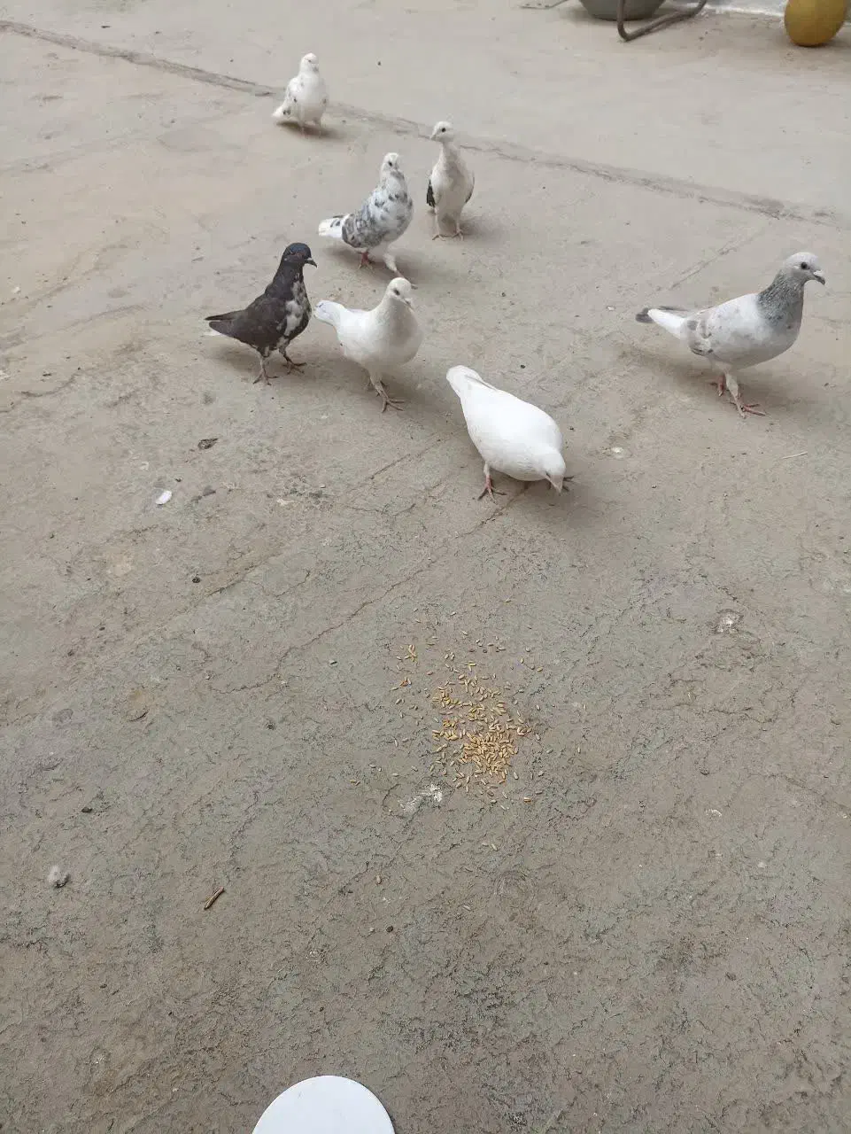 7عدد کبوتر نژاد دار|پرنده|شهریار, شهرک مصطفی خمینی|دیوار