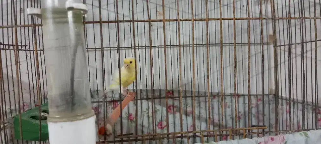 قناری زرد ماده جفت نخورده ، سیبرایت مرغ وخروس|پرنده|رشت, نخودچر|دیوار