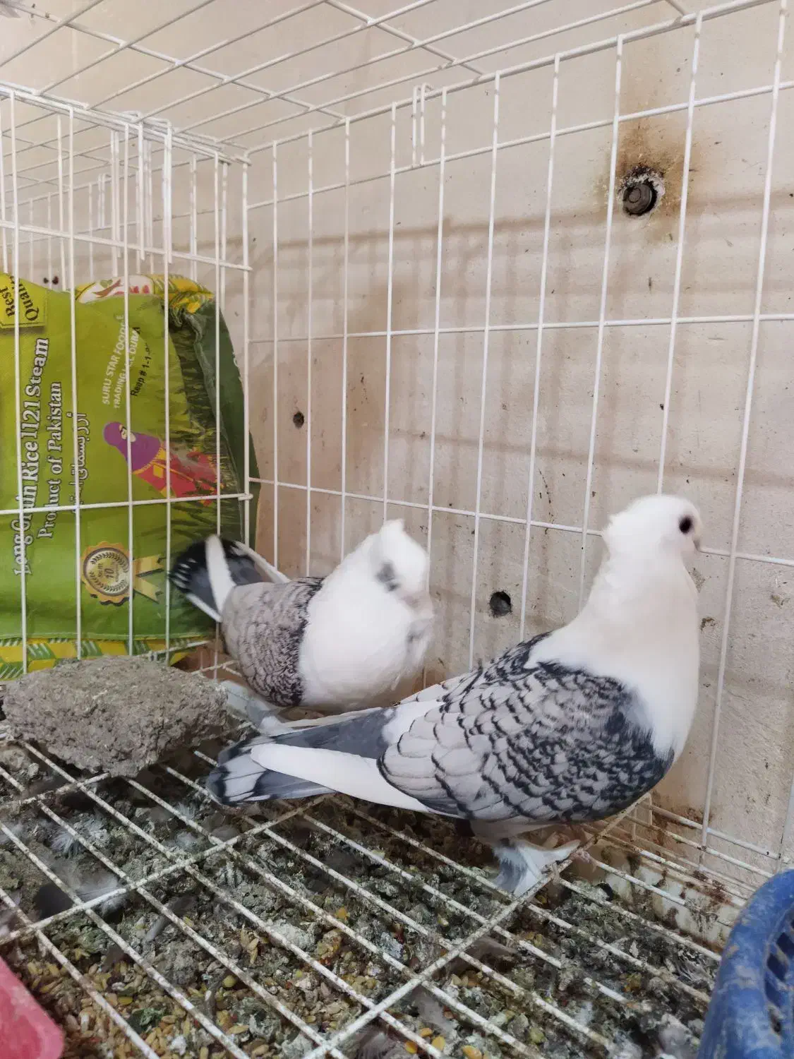 تعدادی کبوتر فروشی|پرنده|بندرعباس, |دیوار