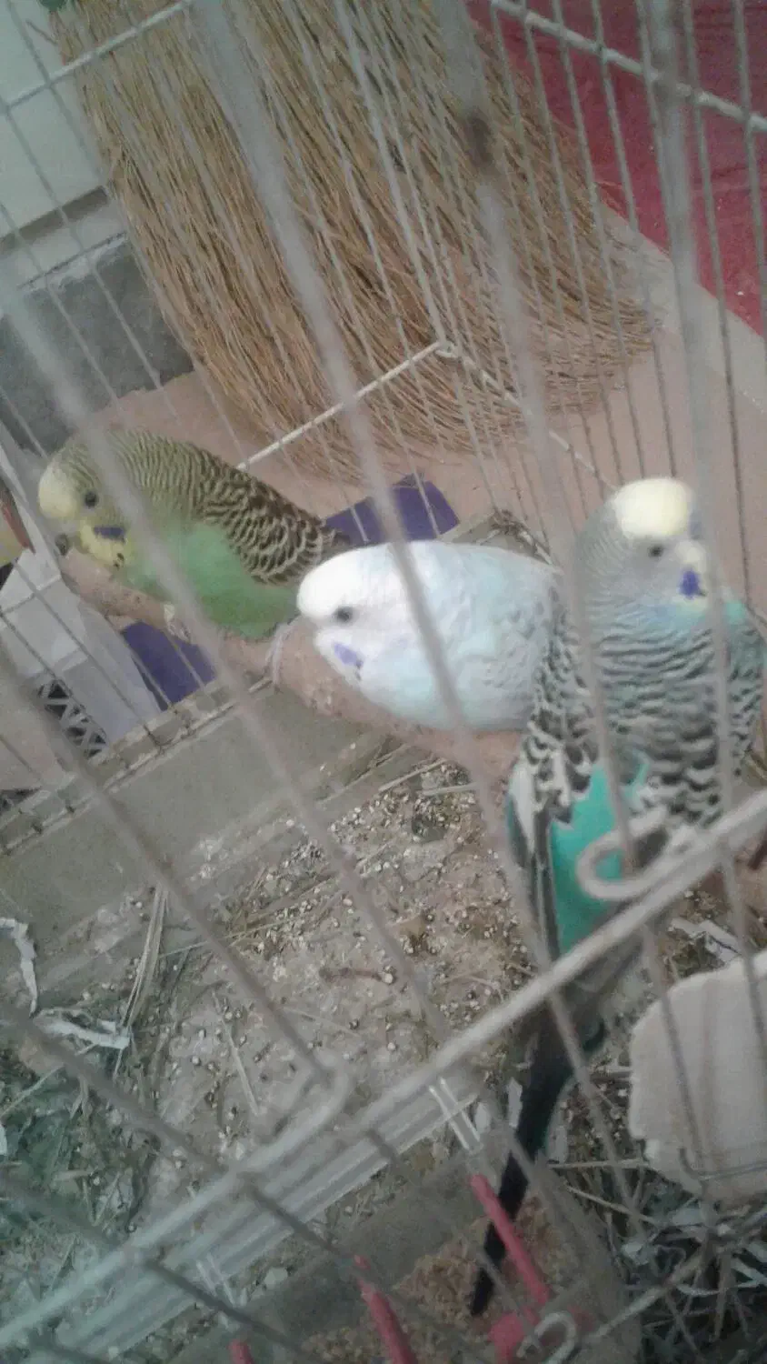 مرغ عشق|پرنده|کرج, عظیمیه|دیوار