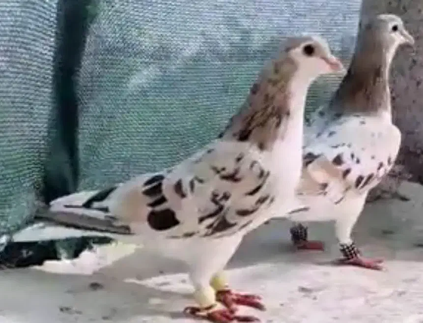 فروش پِهن کبوتر|خدمات باغبانی و درختکاری|سراب, |دیوار