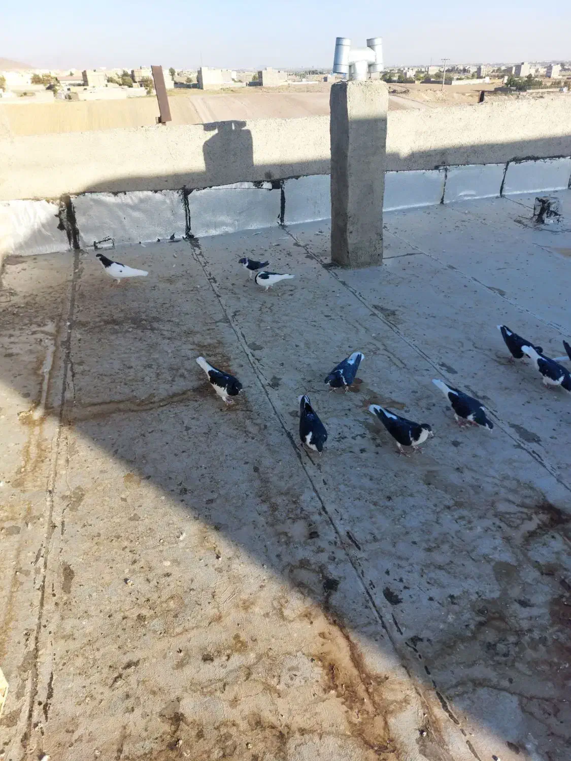 سیاه پوش پرنده|پرنده|قزوین, |دیوار