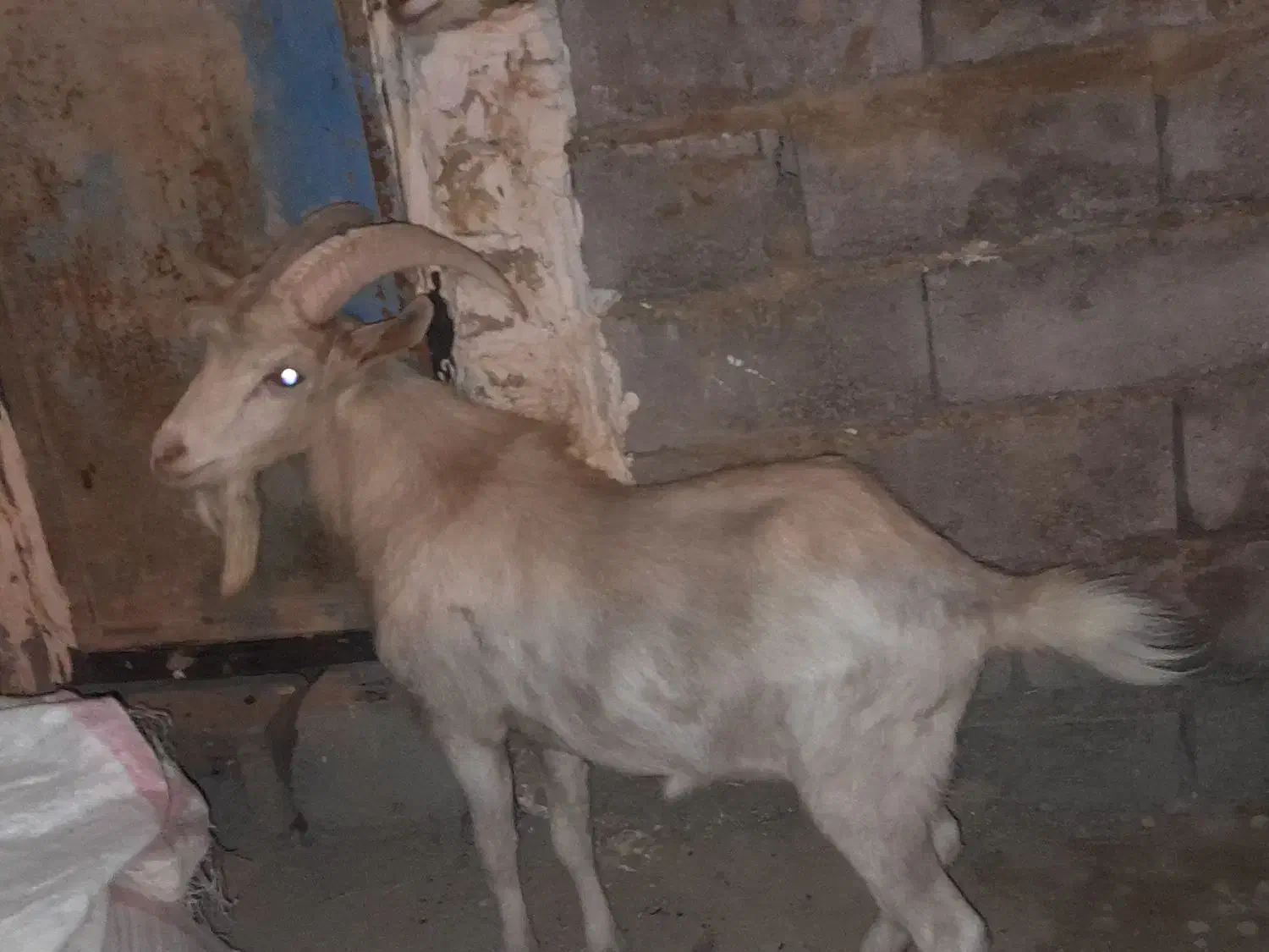 بز سانن نر|حیوانات مزرعه|هیرمند, |دیوار