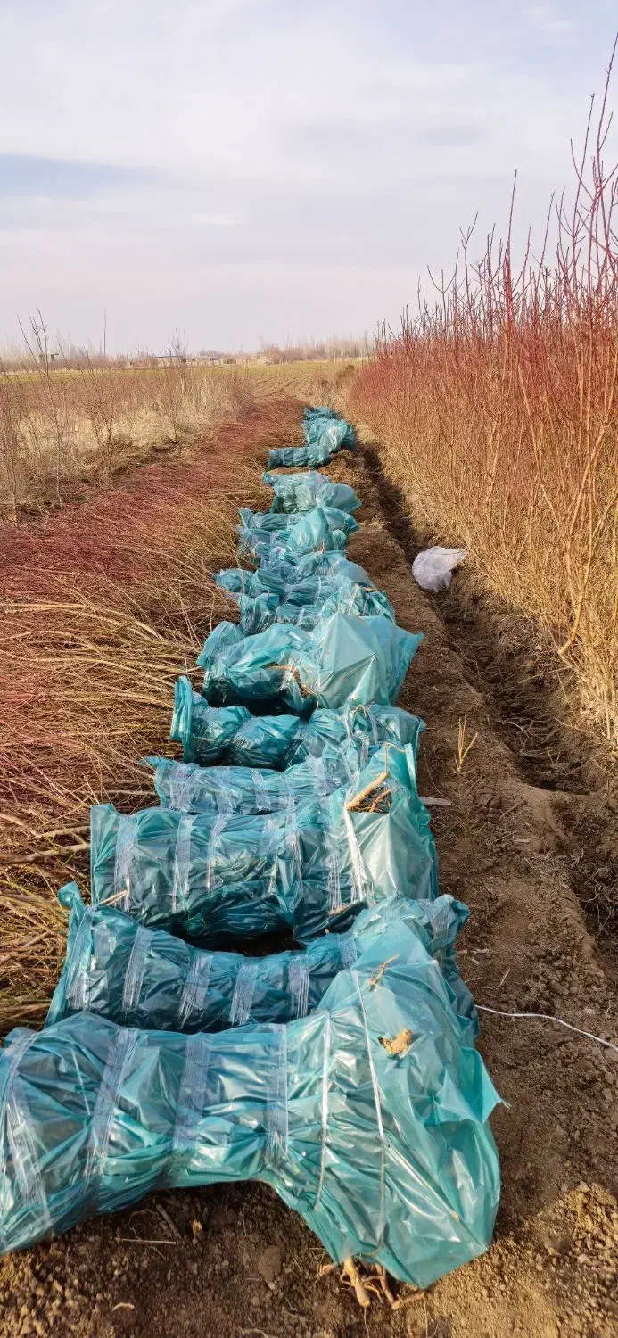 نهال بادام مثمر|خدمات باغبانی و درختکاری|سبزوار, صالح آباد|دیوار