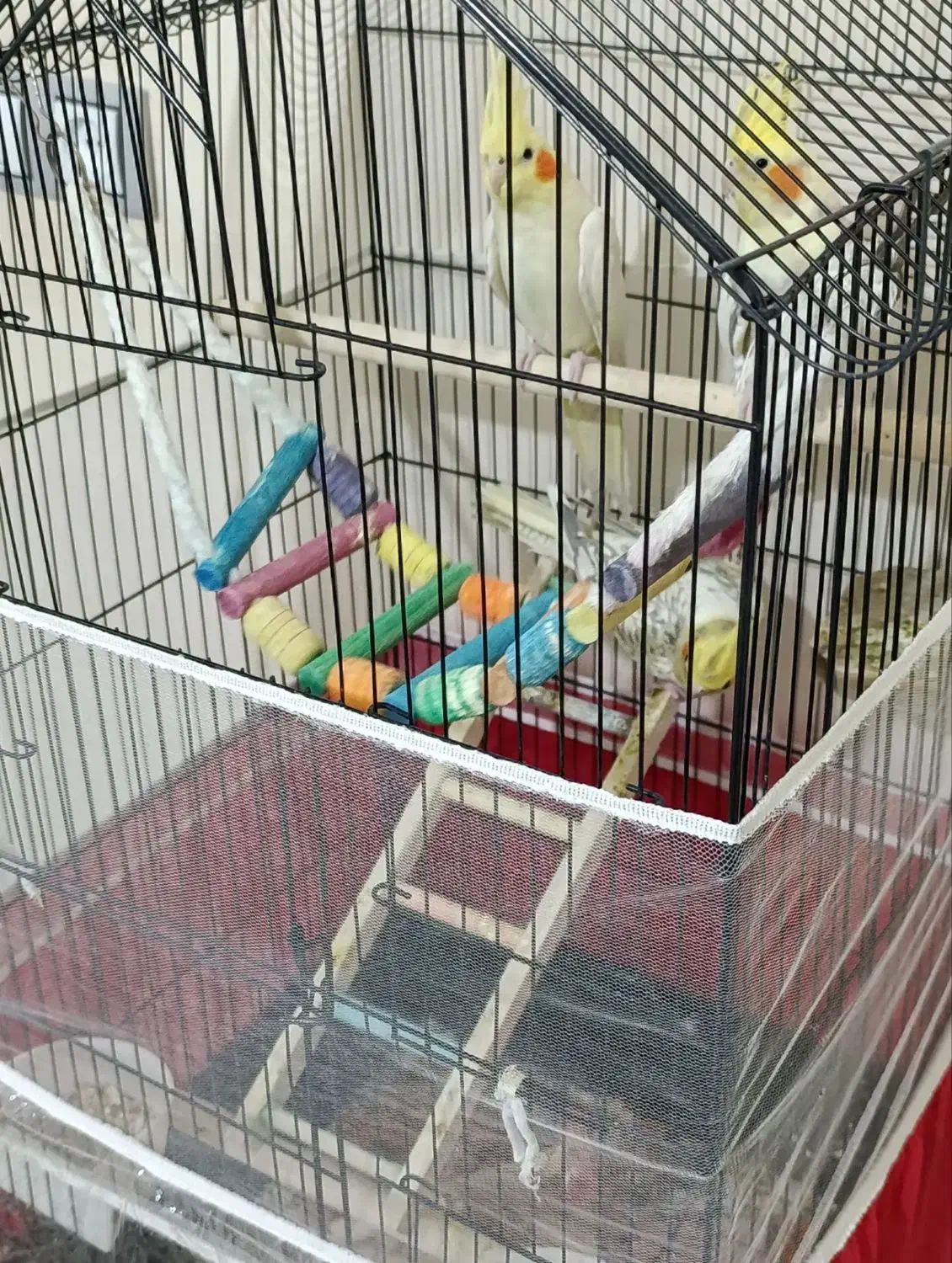 عروس هلندی|پرنده|پاکدشت, پاکدشت (مامازند)|دیوار