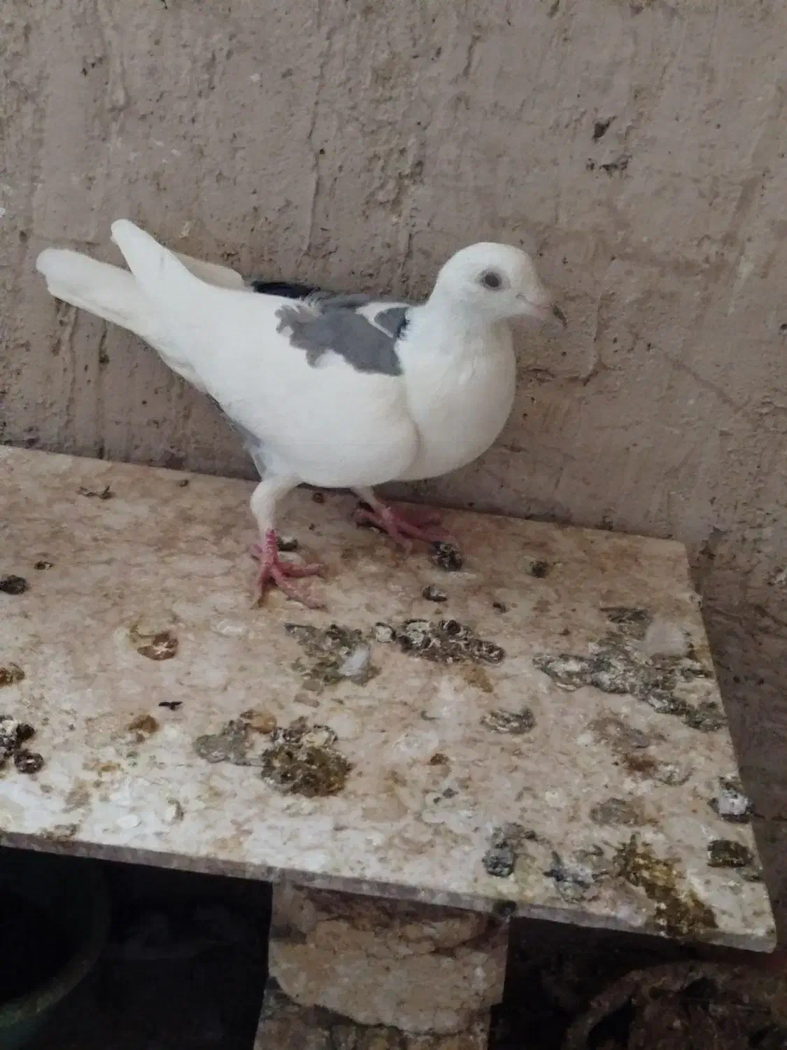 یکت کبود آلمانی|پرنده|قزوین, |دیوار