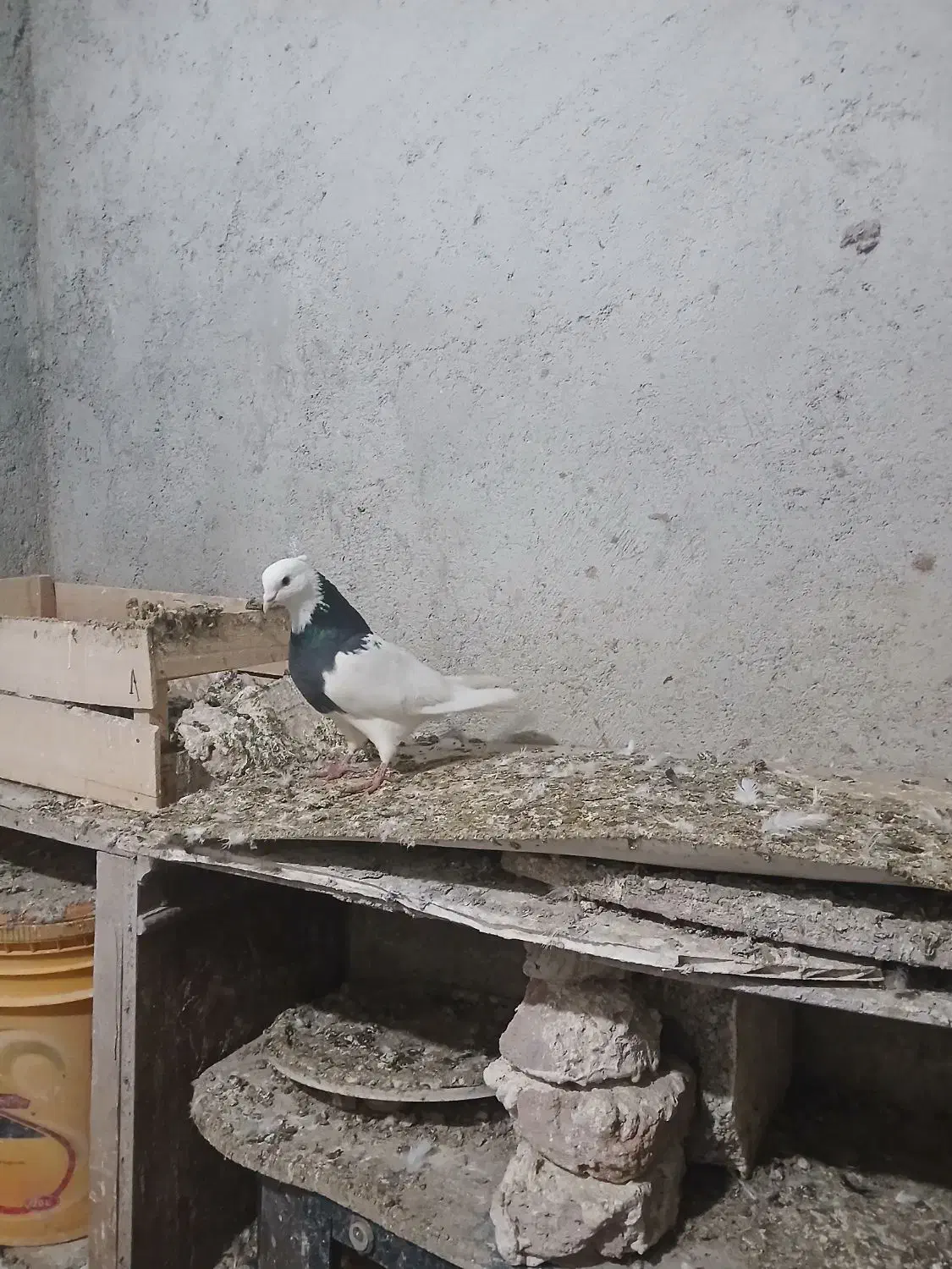 کلفه نر|پرنده|اردبیل, |دیوار