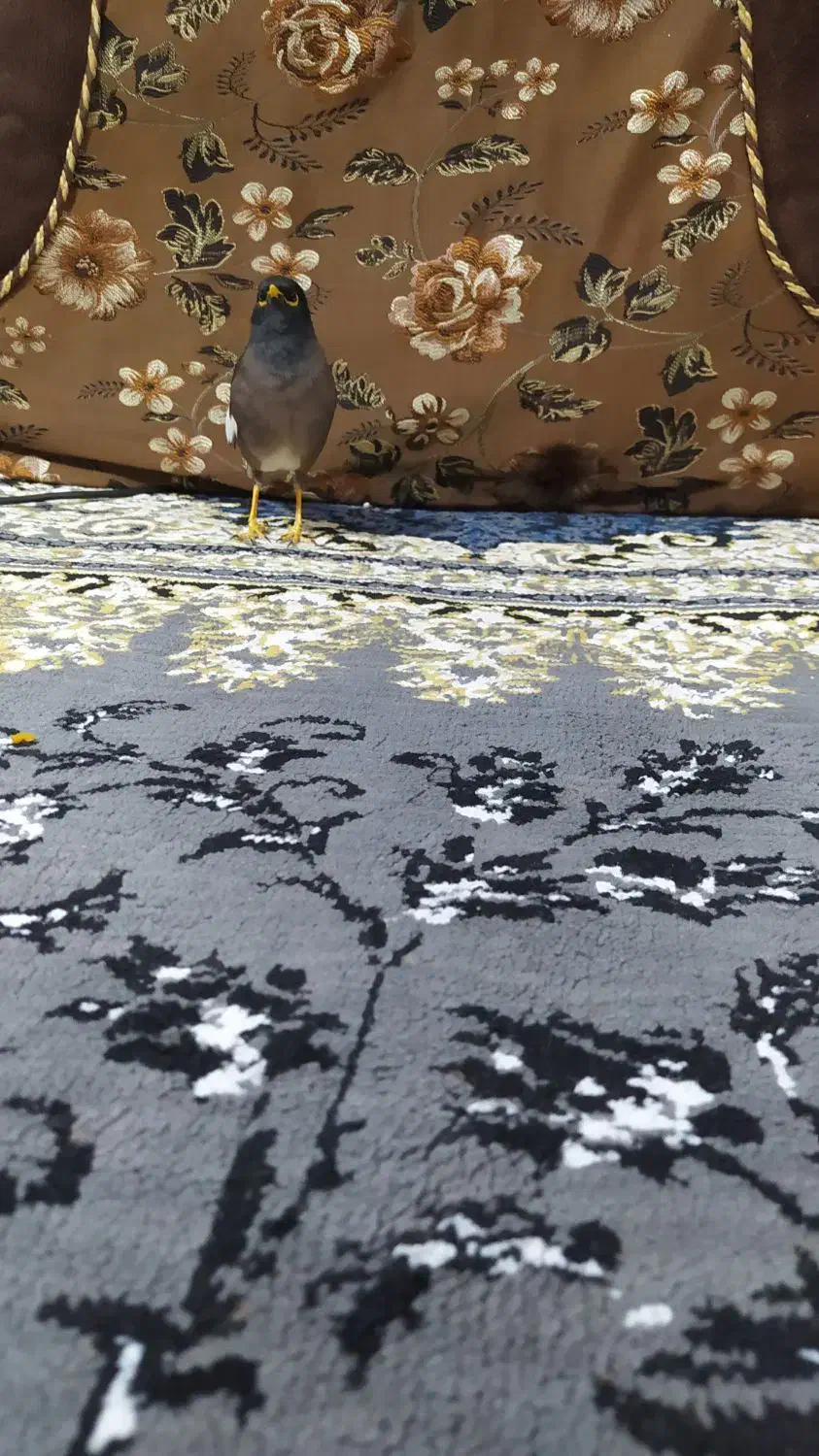 مینا افغانی اصل|پرنده|بندر ماهشهر, |دیوار