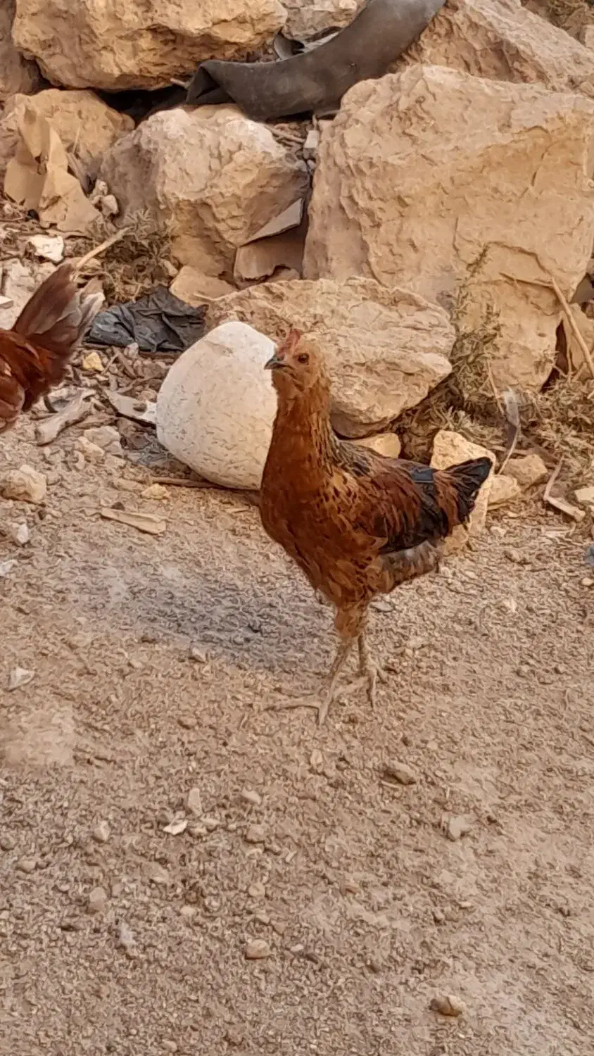 سه عدد خروس محلی۳۷۰|حیوانات مزرعه|لاران, |دیوار