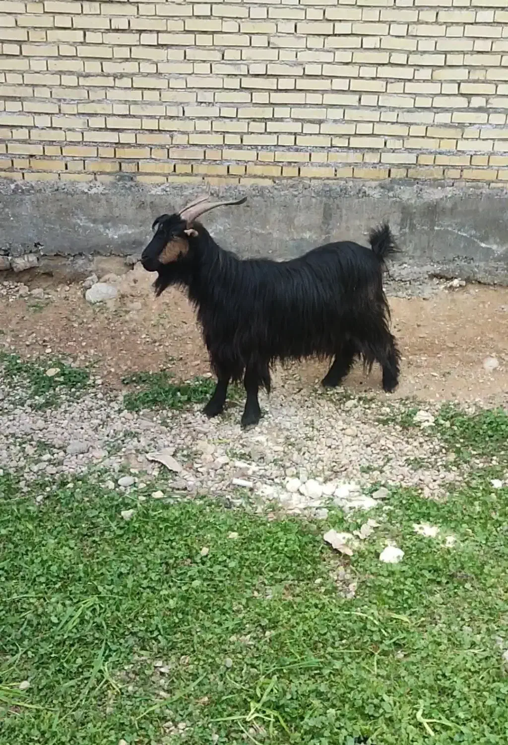 بز لری|حیوانات مزرعه|گتوند, |دیوار