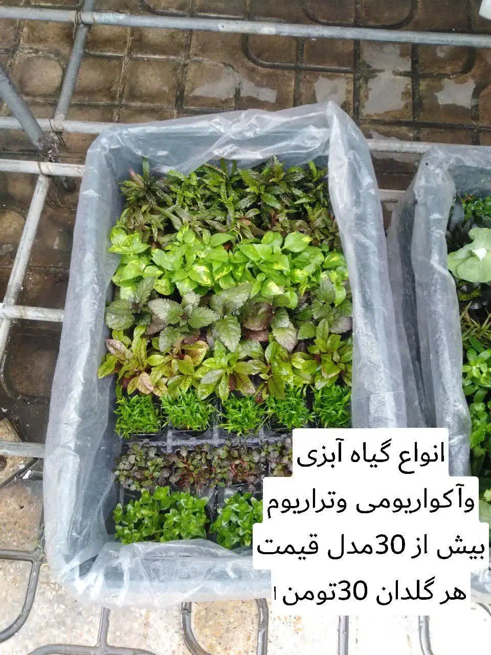 گیاهان آکواریومی آبزی|ماهی|قم, دورشهر|دیوار