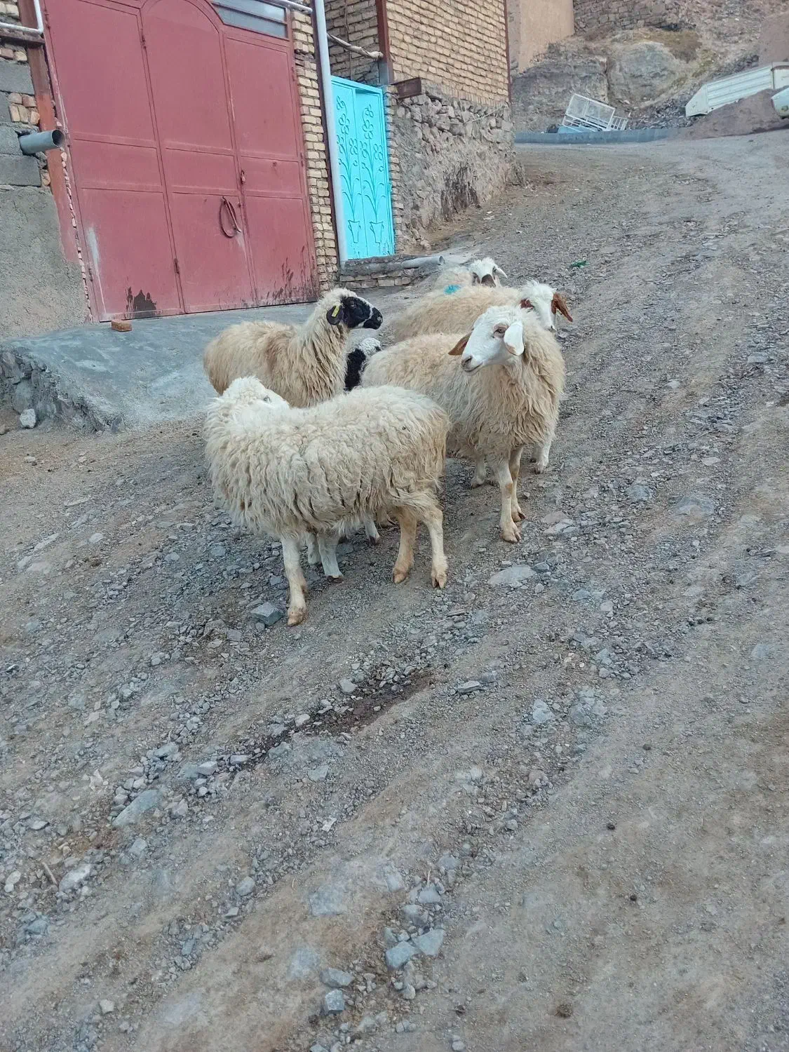 میش فروشی|حیوانات مزرعه|شاخنات, |دیوار