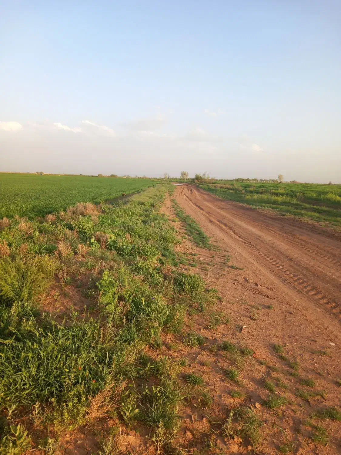 زمین کشاورزی|فروش زمین و ملک کلنگی|دشتابی, |دیوار