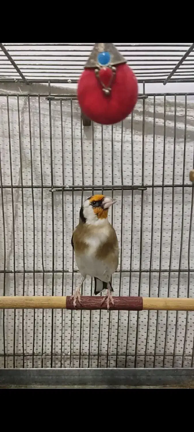 سهره شیرینکار|پرنده|تهران, مینای شمالی (مخبر)|دیوار